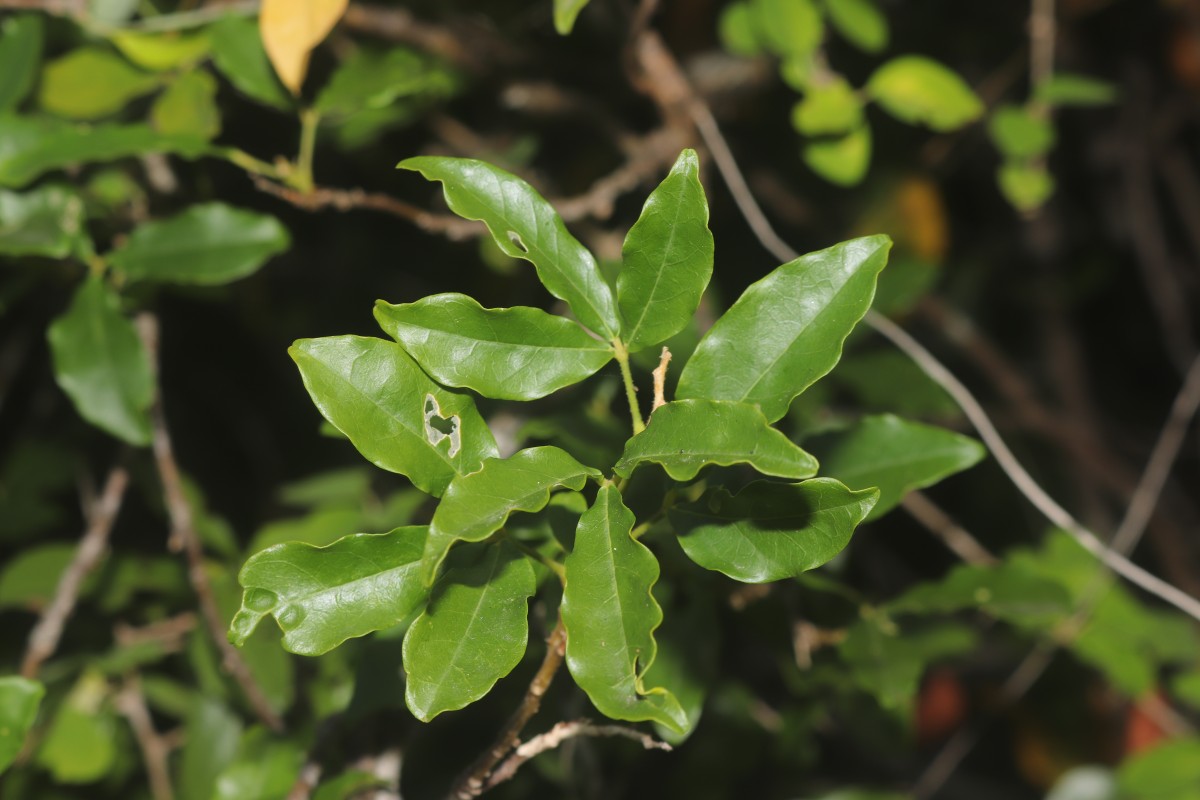 Cadaba trifoliata Wight & Arn.