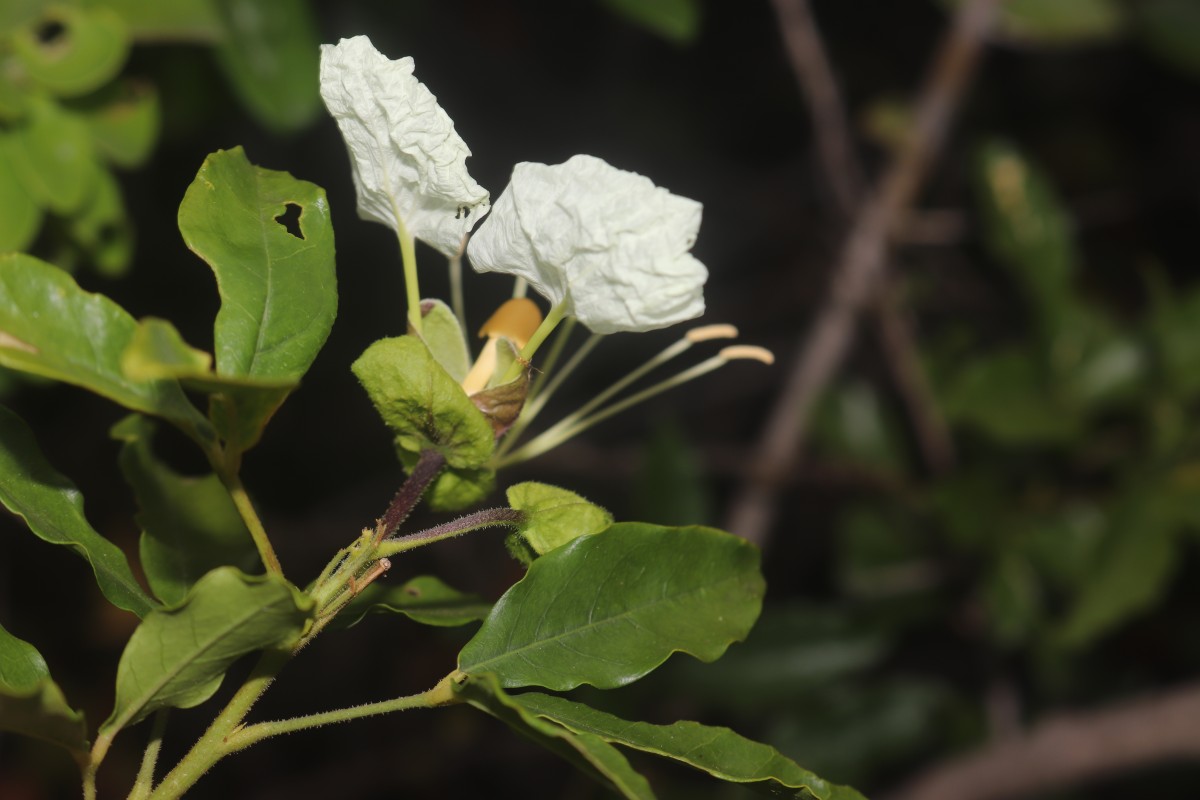 Cadaba trifoliata Wight & Arn.