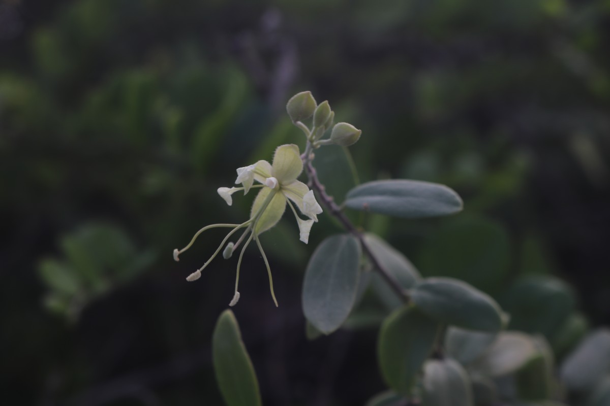 Cadaba fruticosa (L.) Druce