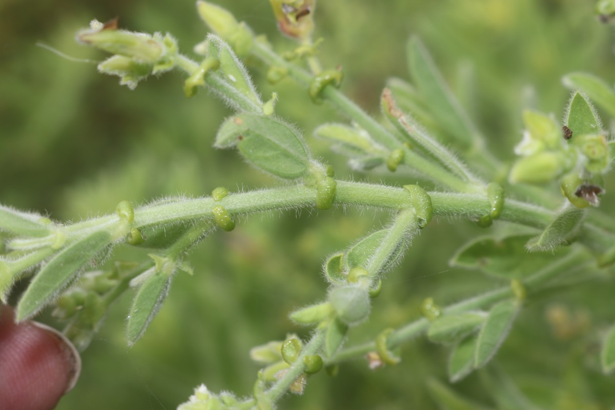 Crotalaria lunulata B.Heyne ex Wight & Arn.