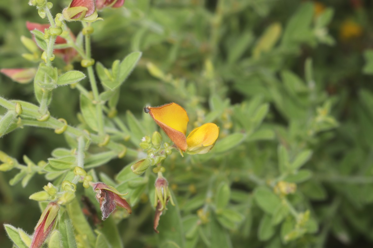 Crotalaria lunulata B.Heyne ex Wight & Arn.