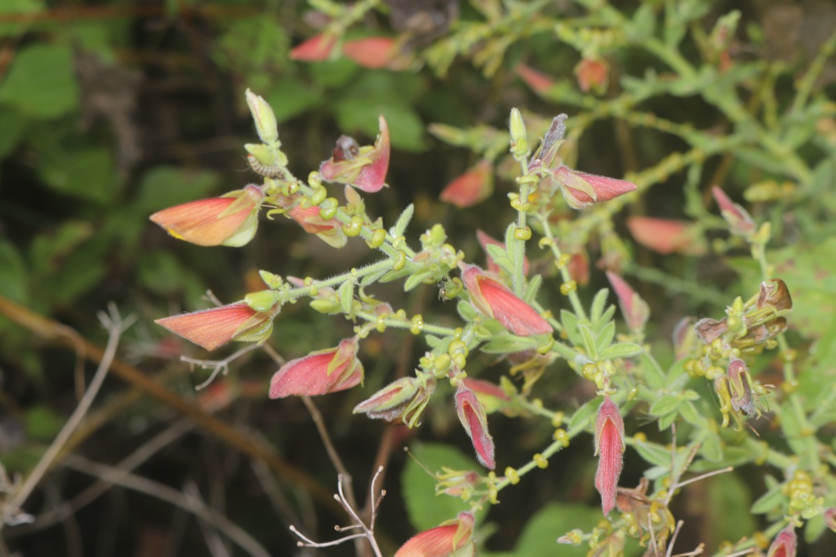 Crotalaria lunulata B.Heyne ex Wight & Arn.