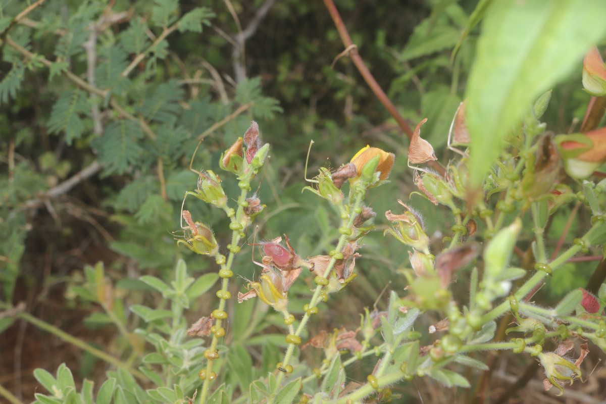 Crotalaria lunulata B.Heyne ex Wight & Arn.