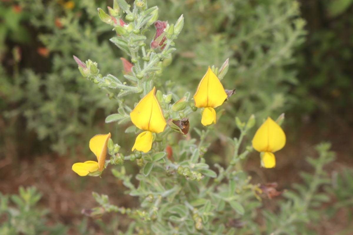 Crotalaria lunulata B.Heyne ex Wight & Arn.