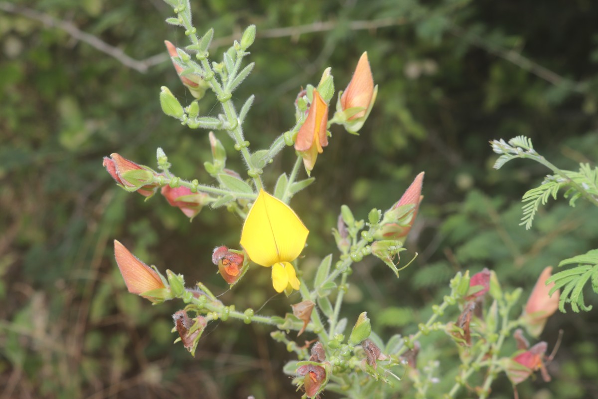 Crotalaria lunulata B.Heyne ex Wight & Arn.