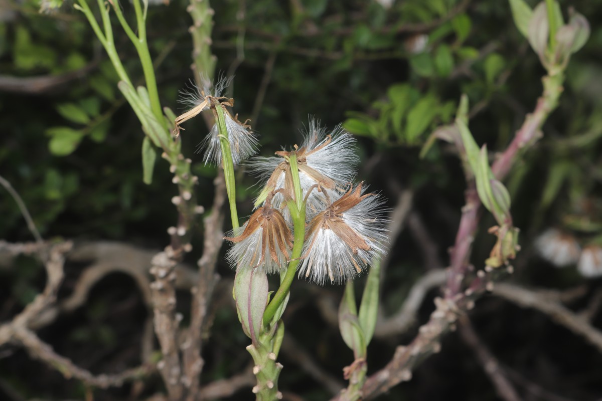 Kleinia grandiflora (Wall. ex DC.) N.Rani