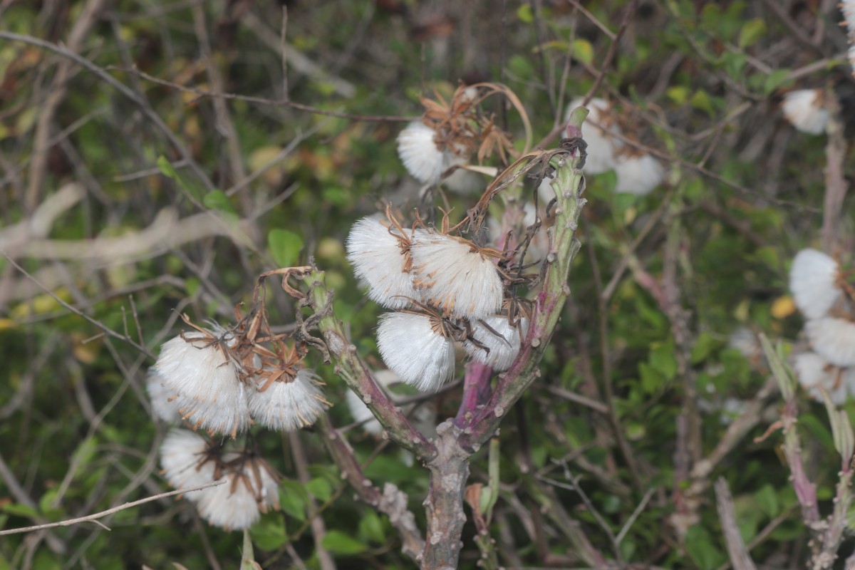 Kleinia grandiflora (Wall. ex DC.) N.Rani