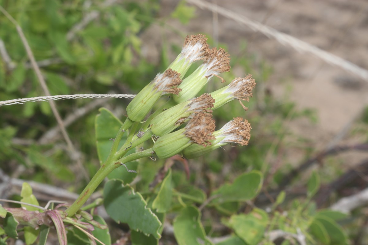 Kleinia grandiflora (Wall. ex DC.) N.Rani