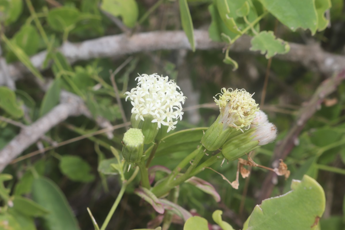 Kleinia grandiflora (Wall. ex DC.) N.Rani