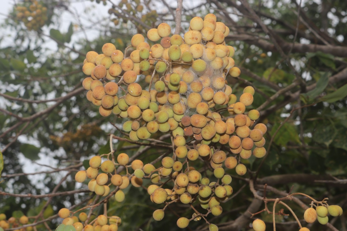 Walsura trifoliolata