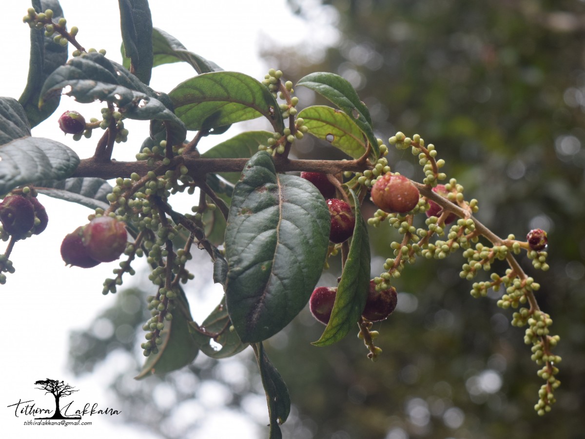 Meliosma simplicifolia subsp. pungens (Wall. ex Wight & Arn.) Beusekom