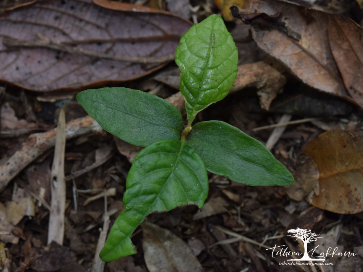Meliosma simplicifolia subsp. pungens (Wall. ex Wight & Arn.) Beusekom