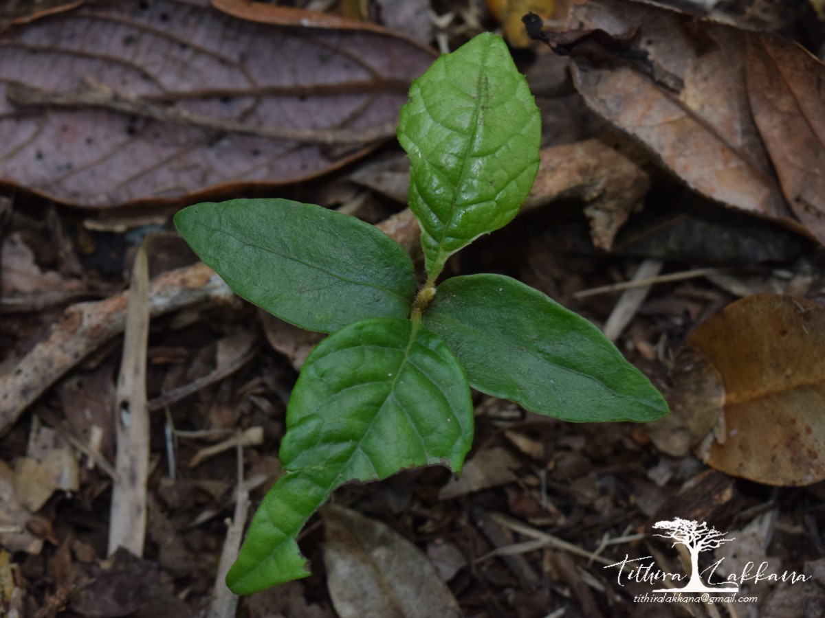 Meliosma simplicifolia subsp. pungens (Wall. ex Wight & Arn.) Beusekom