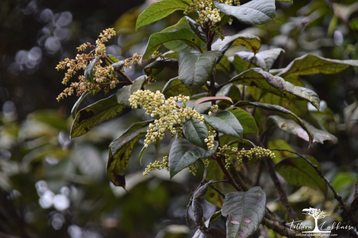 Meliosma simplicifolia subsp. pungens (Wall. ex Wight & Arn.) Beusekom