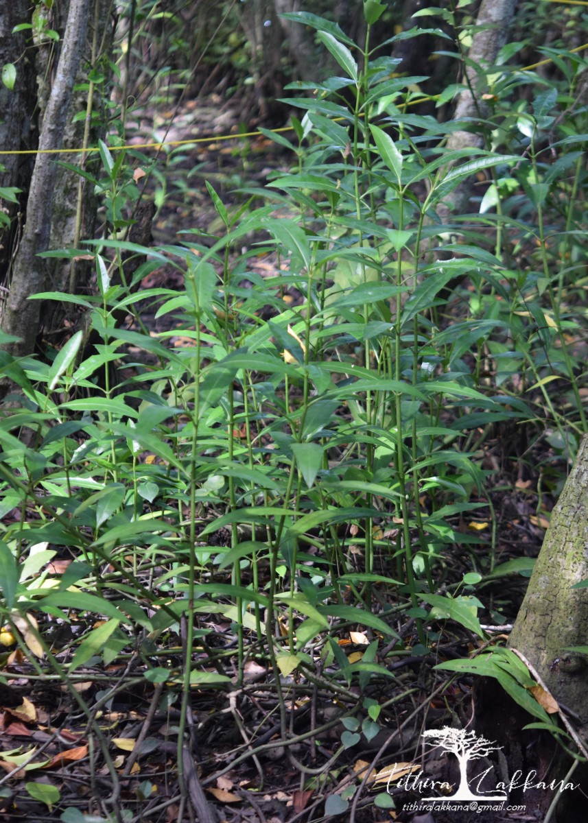 Acanthus ilicifolius L.