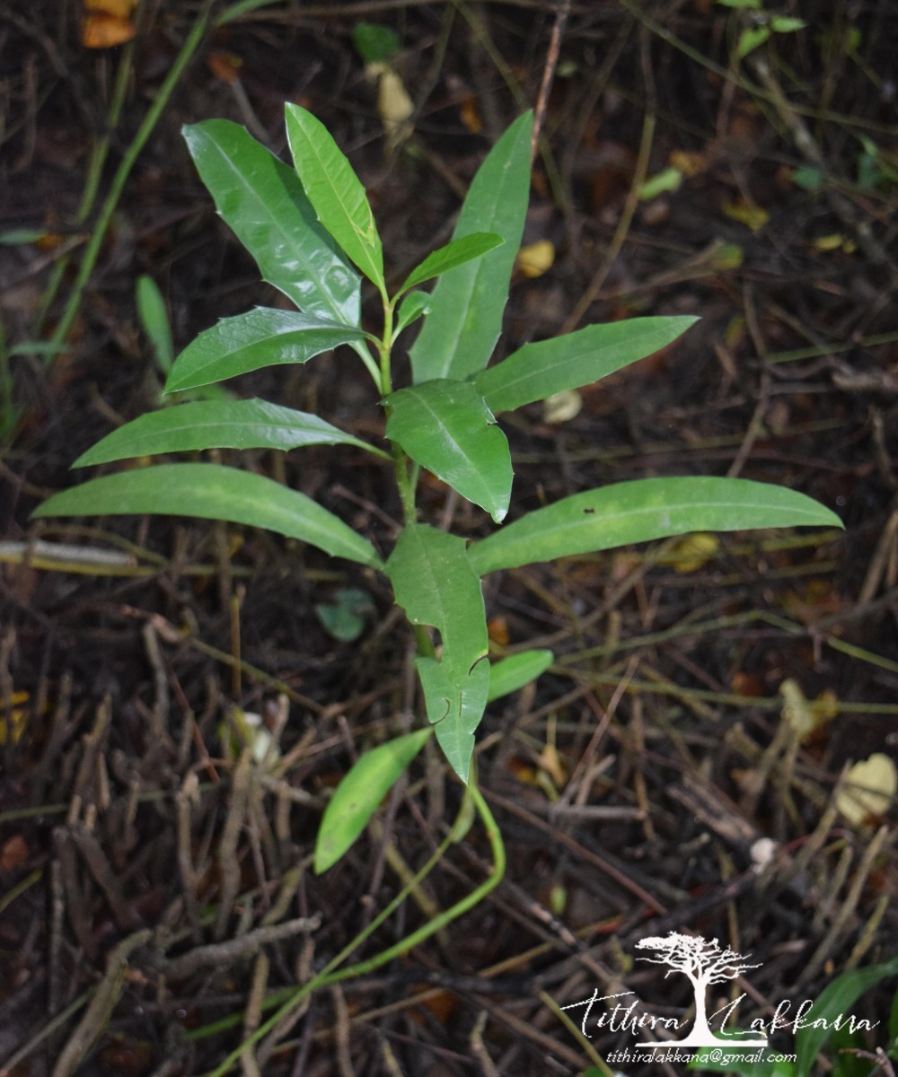 Acanthus ilicifolius L.