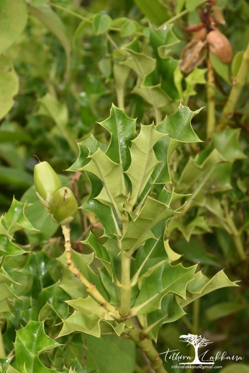 Acanthus ilicifolius L.