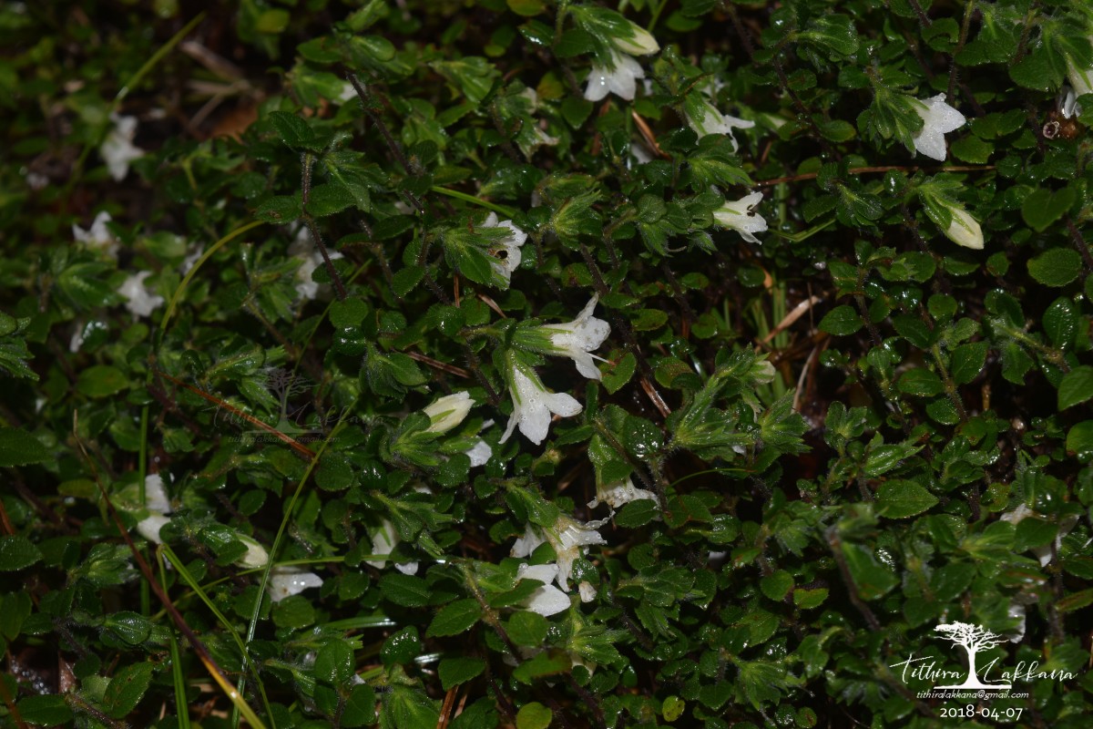 Strobilanthes arnottiana Nees