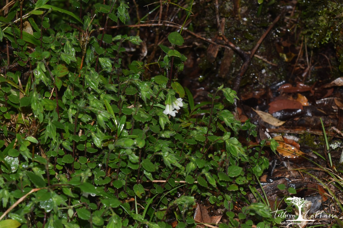 Strobilanthes arnottiana Nees