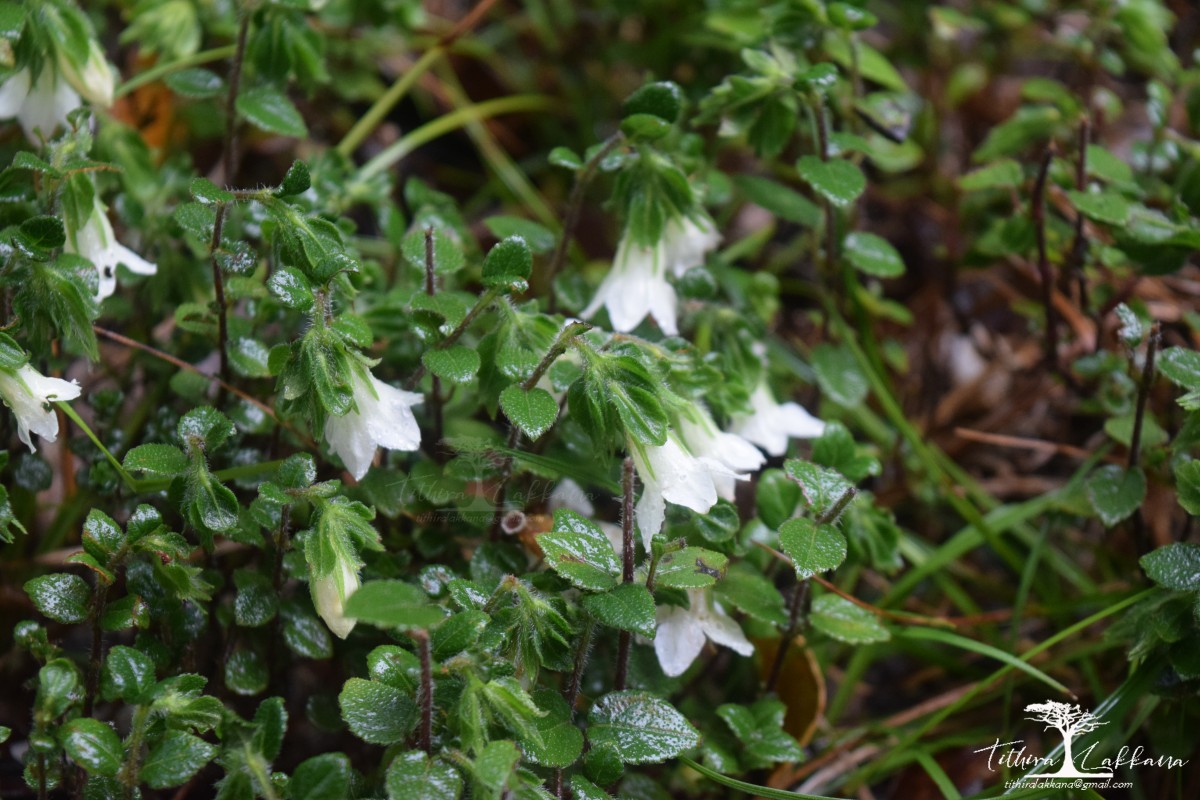 Strobilanthes arnottiana Nees