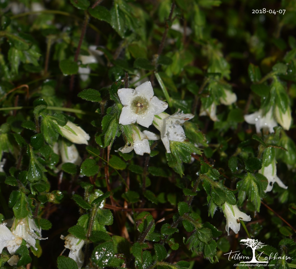 Strobilanthes arnottiana Nees