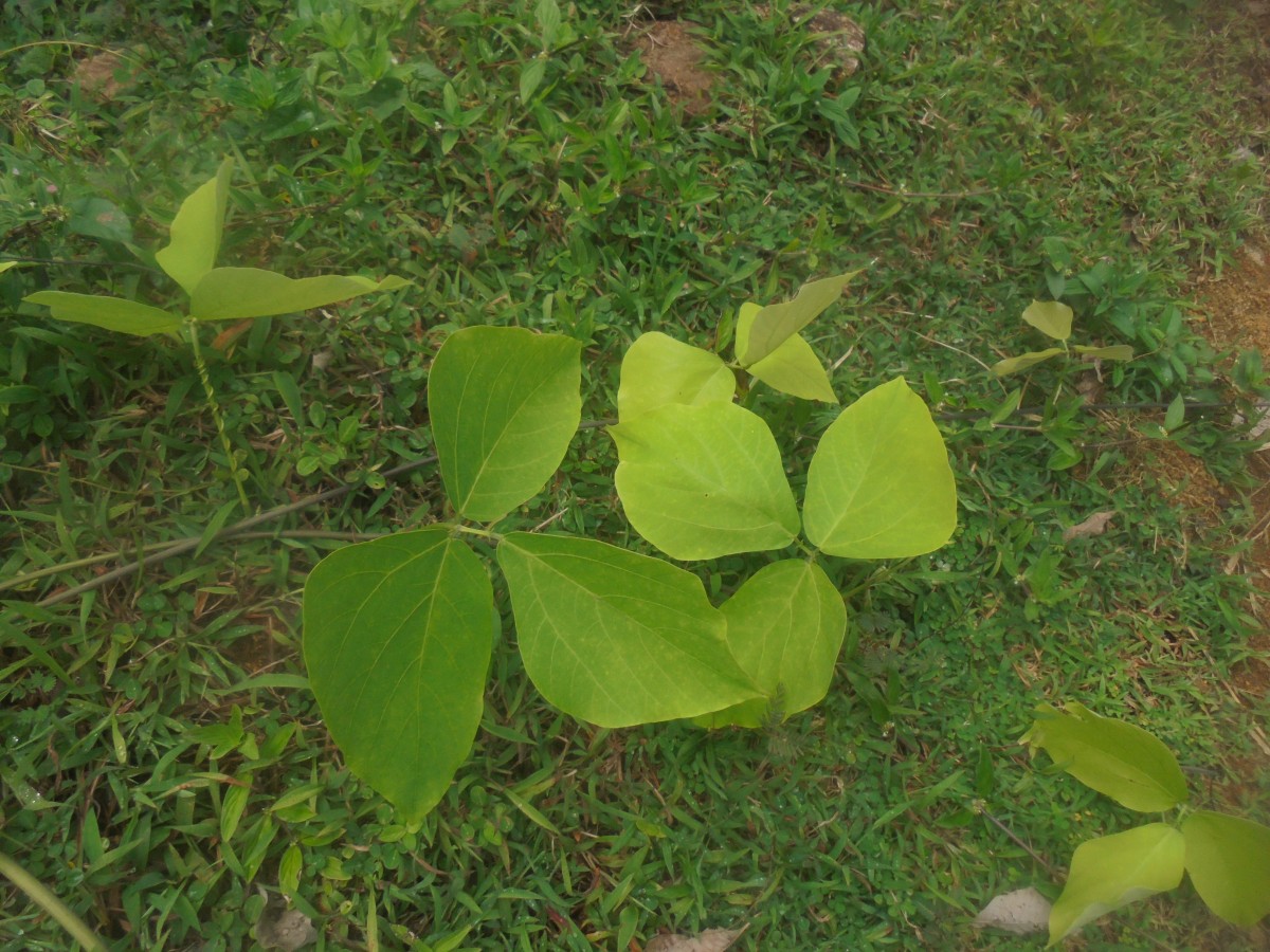 Mucuna bracteata DC. ex Kurz