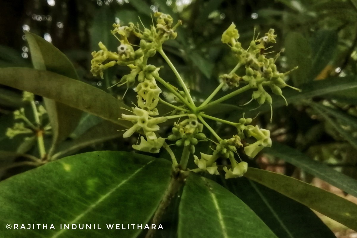 Alstonia scholaris (L.) R.Br.