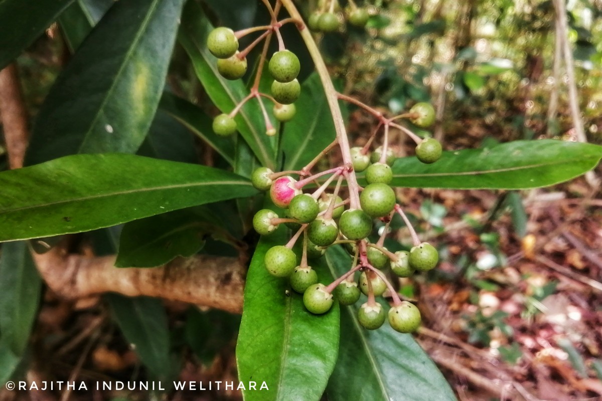 Ardisia rothii A.DC.