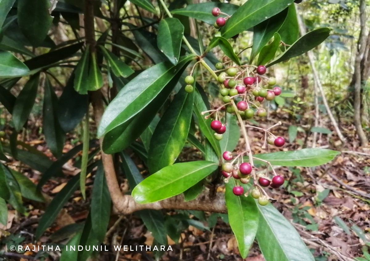 Ardisia rothii A.DC.