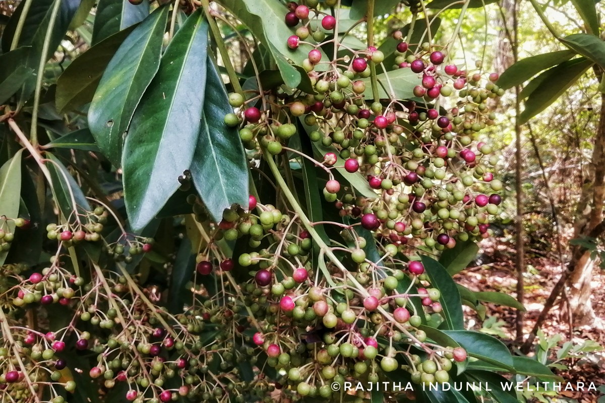 Ardisia rothii A.DC.