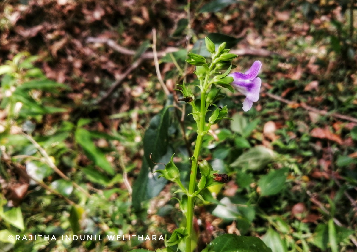 Artanema longifolium (L.) Vatke