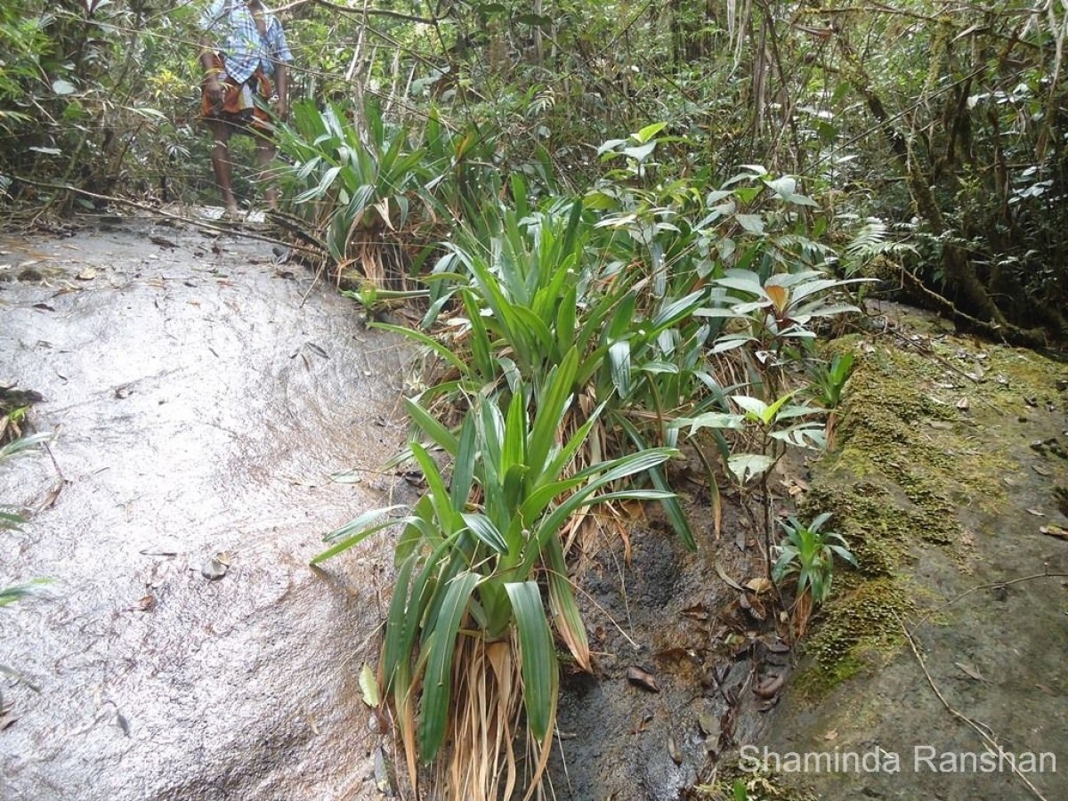 Eriocaulon catopsioides S.M.Phillips