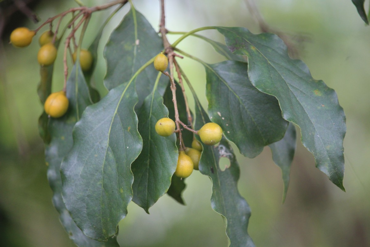 Pittosporum ferrugineum W.T.Aiton