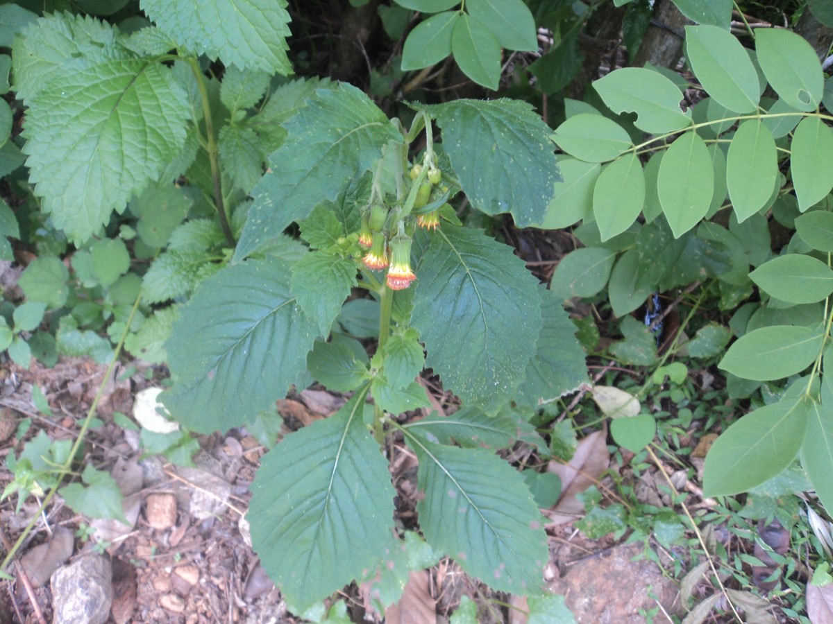 Crassocephalum crepidioides (Benth.) S.Moore