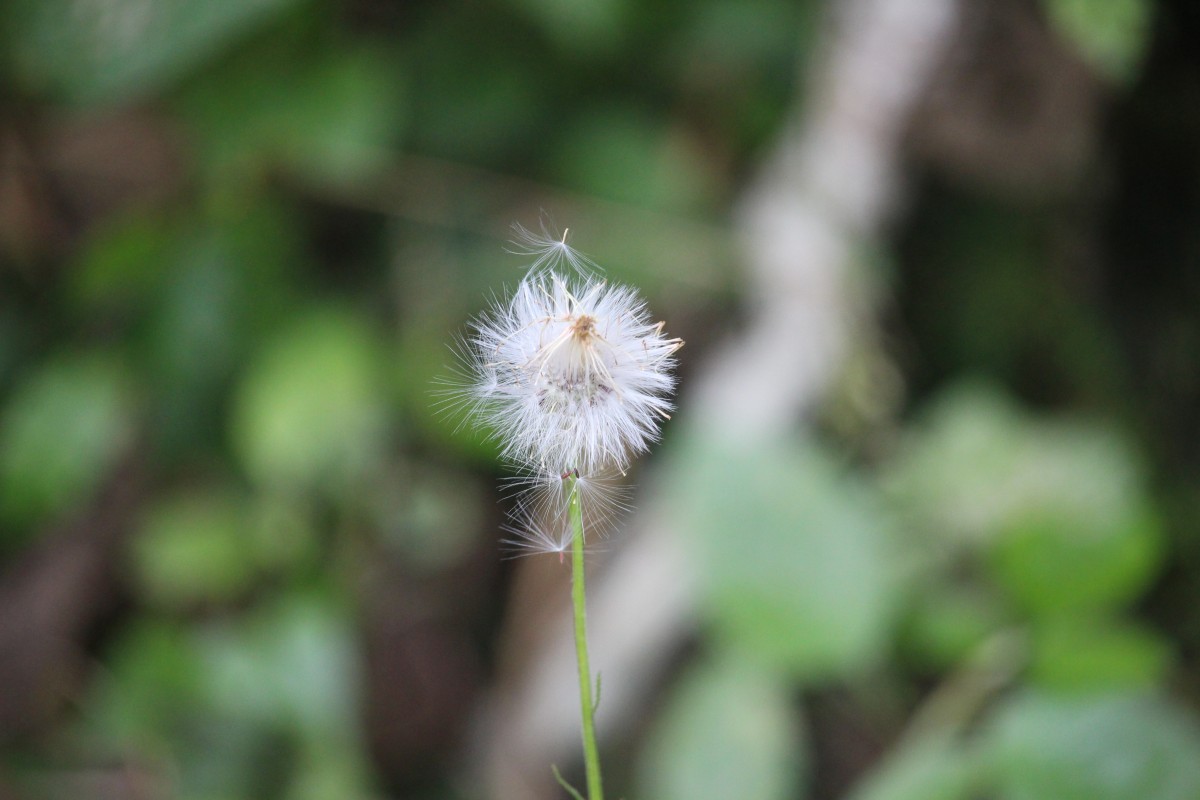 Crassocephalum crepidioides (Benth.) S.Moore