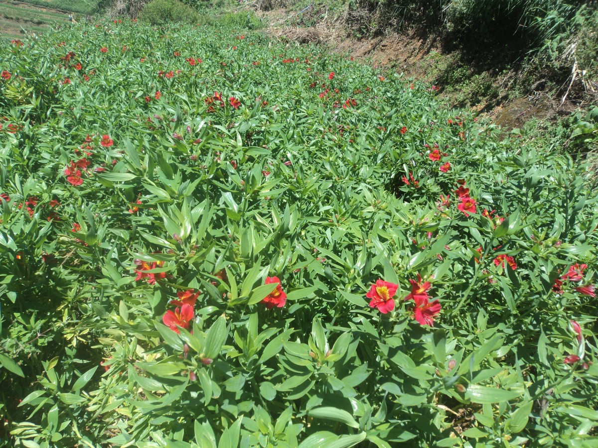 Alstroemeria ligtu L.