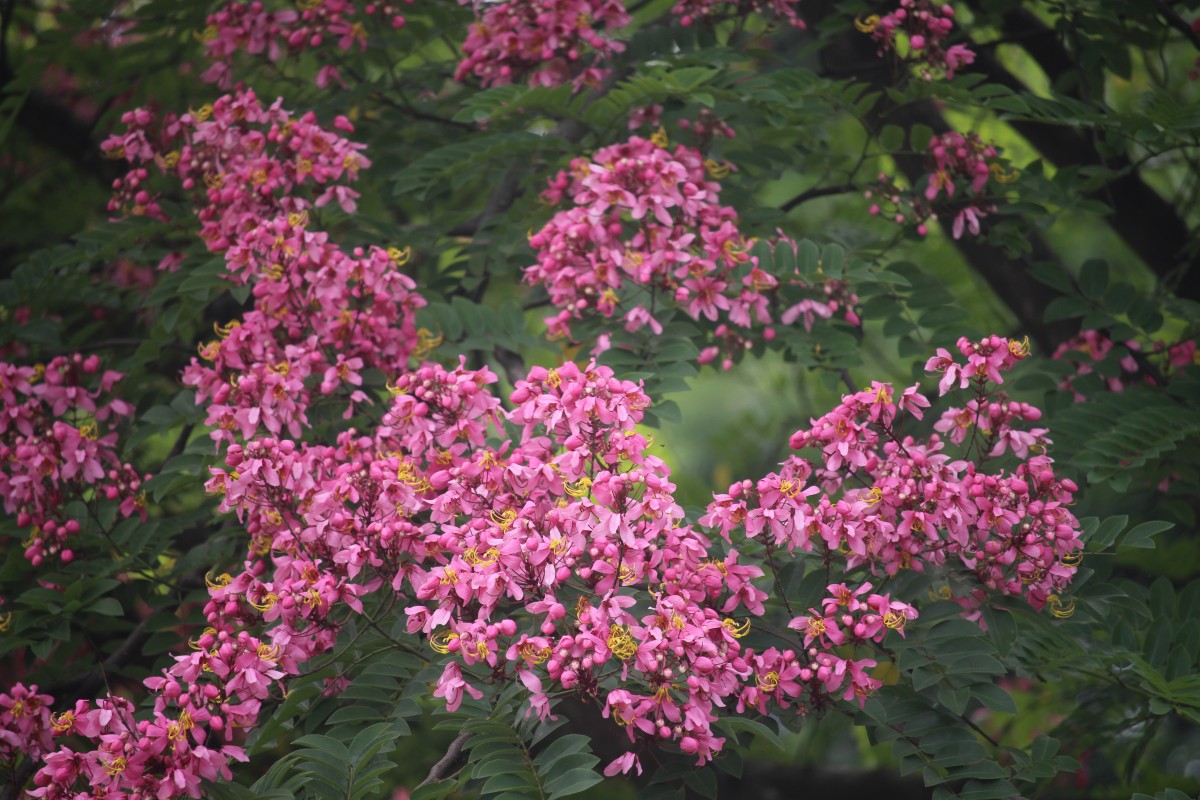 Cassia grandis L.f.