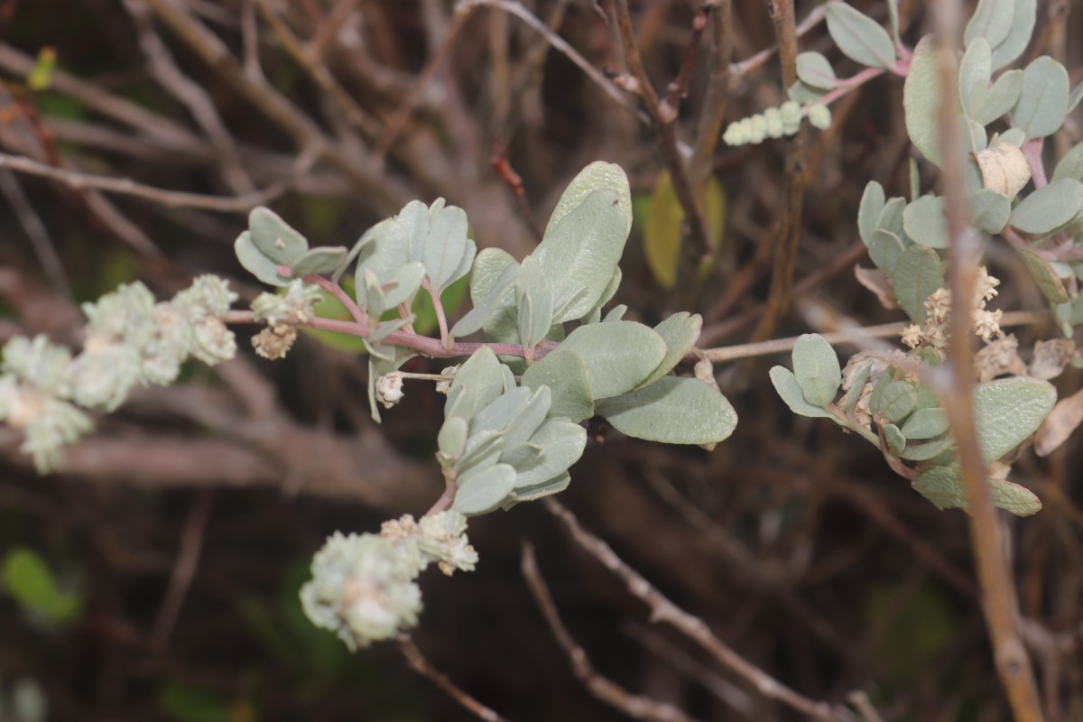 Atriplex repens Roth