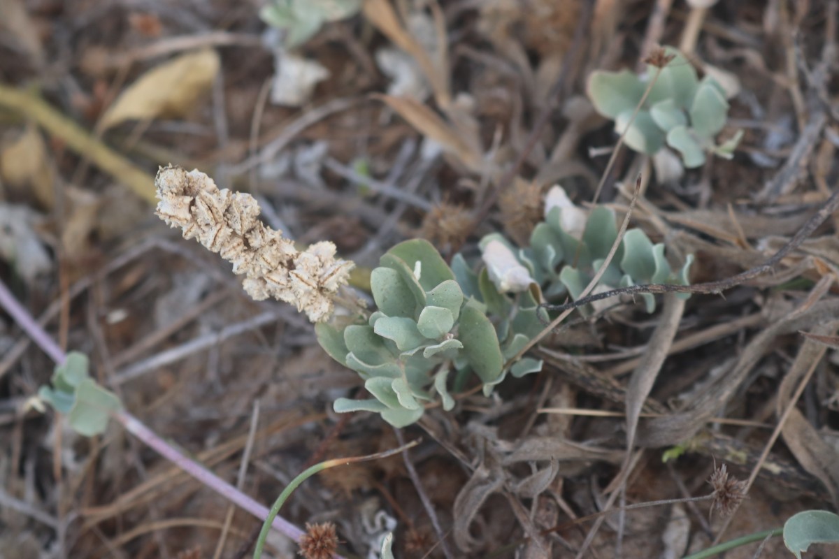 Atriplex repens Roth