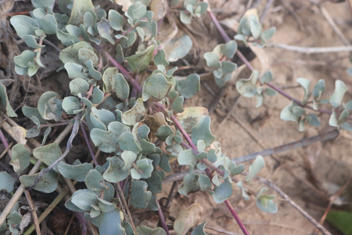 Atriplex repens Roth