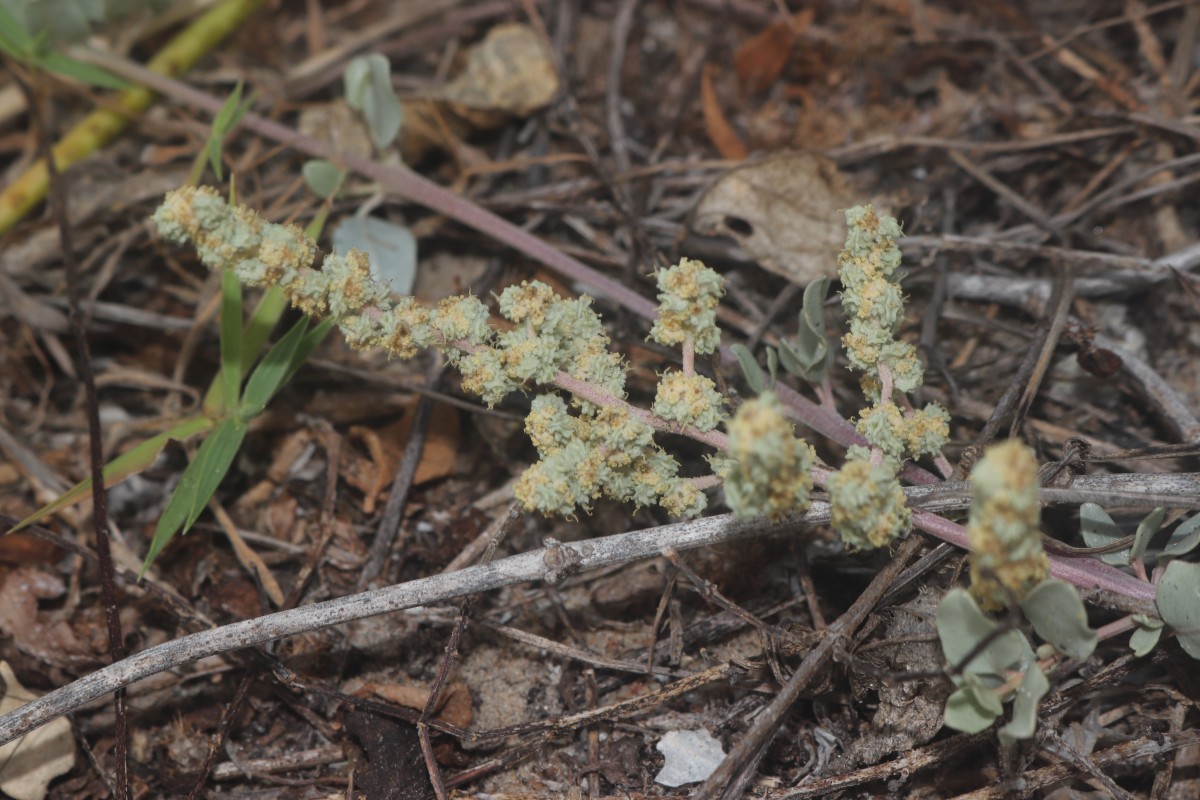 Atriplex repens Roth