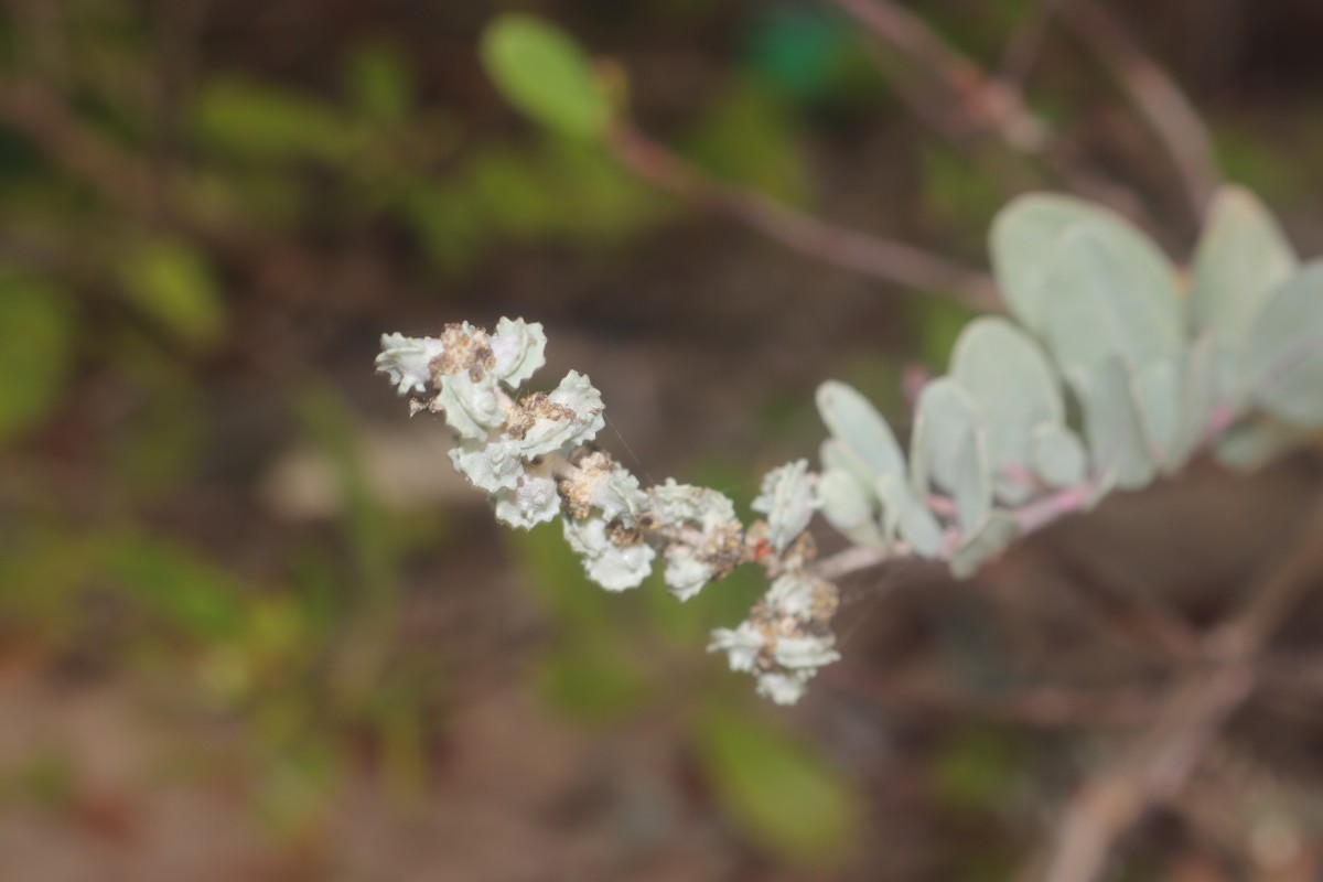 Atriplex repens Roth