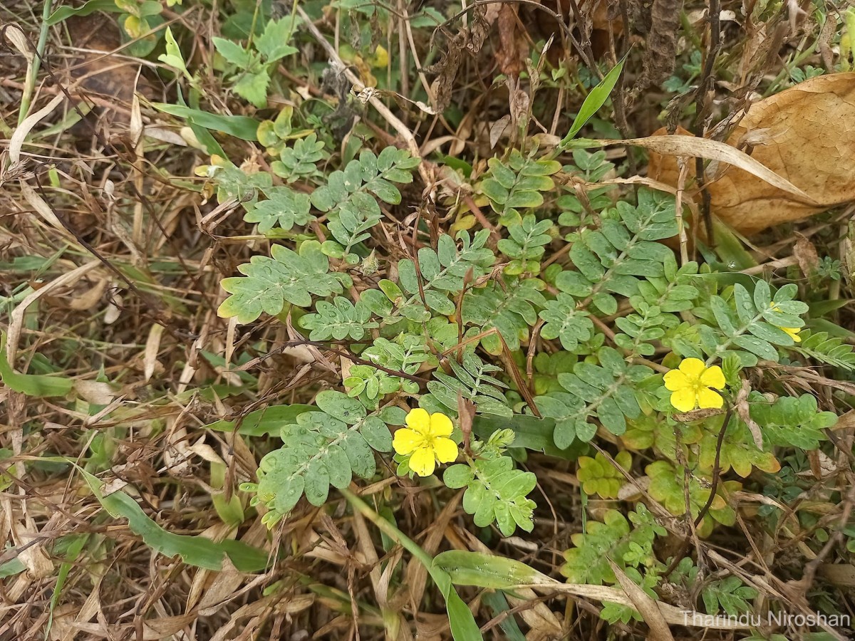 Tribulus terrestris L.