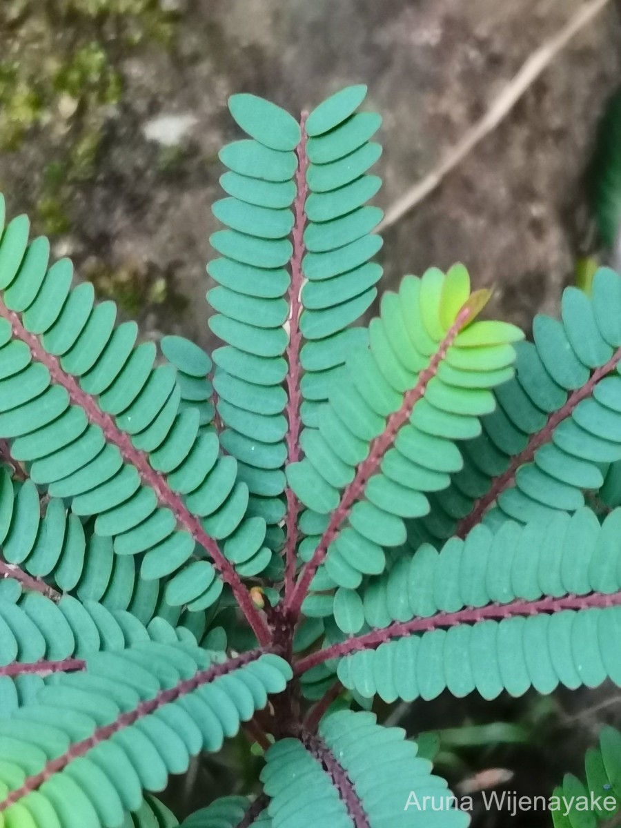 Phyllanthus zeylanicus Müll.Arg.