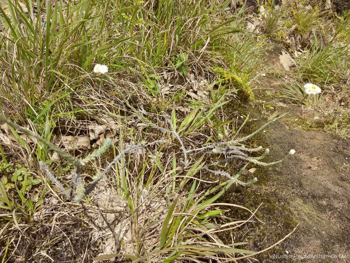 Anaphalis brevifolia DC.