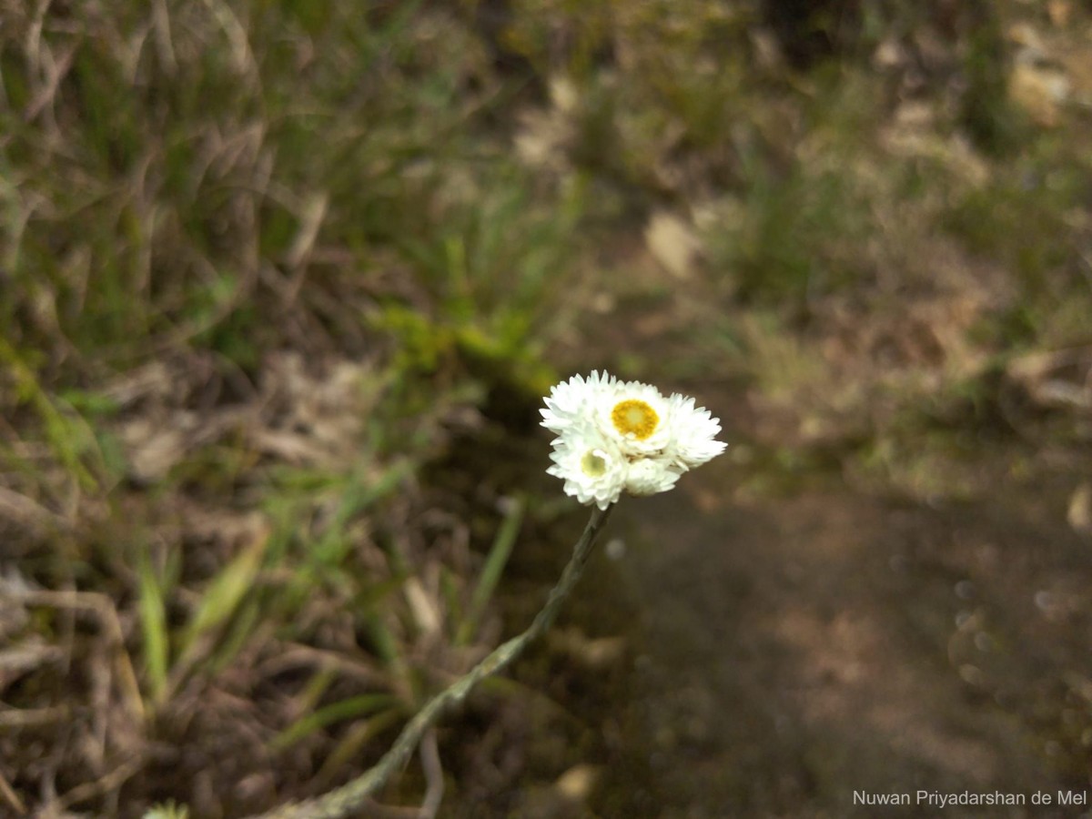 Anaphalis brevifolia DC.