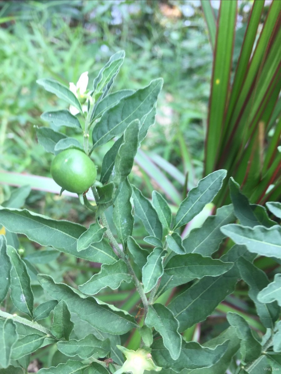 Solanum pseudocapsicum L.