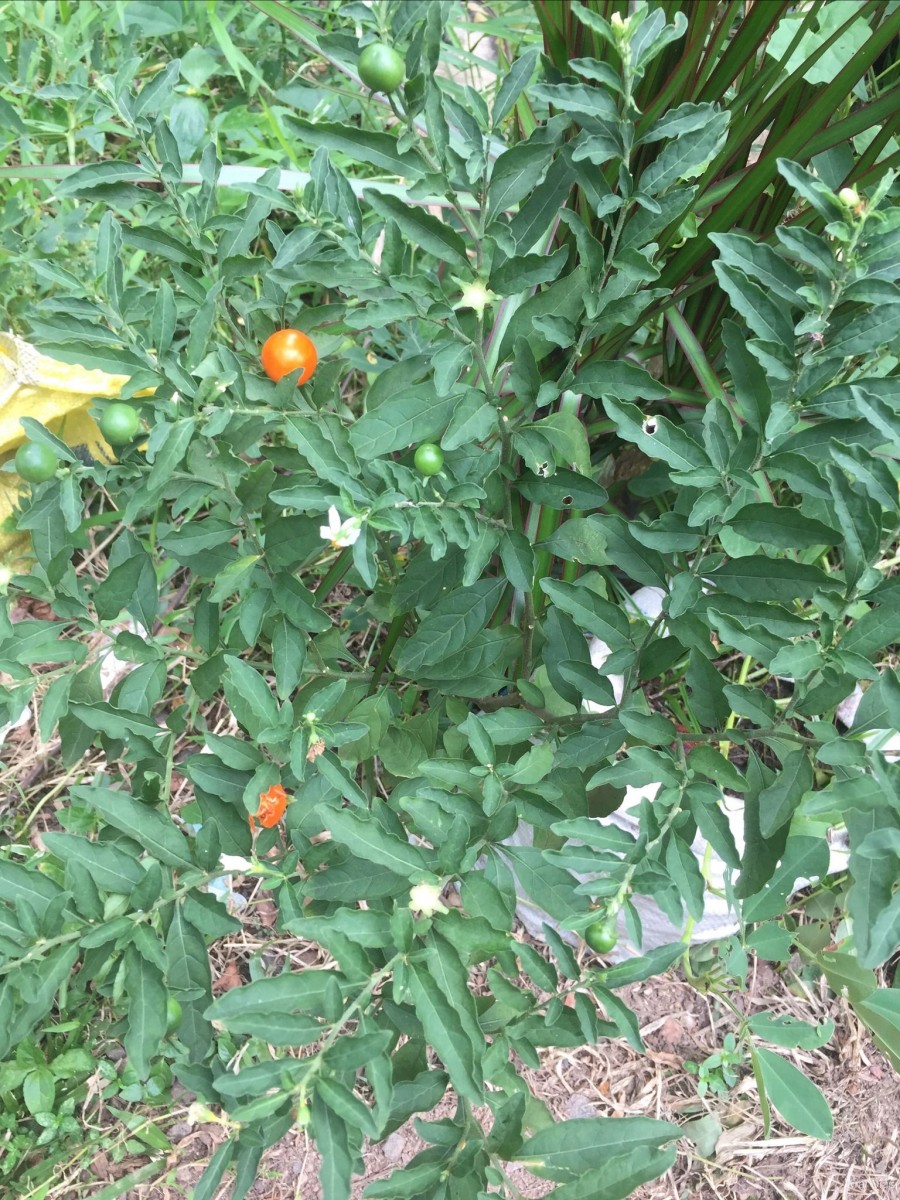 Solanum pseudocapsicum L.