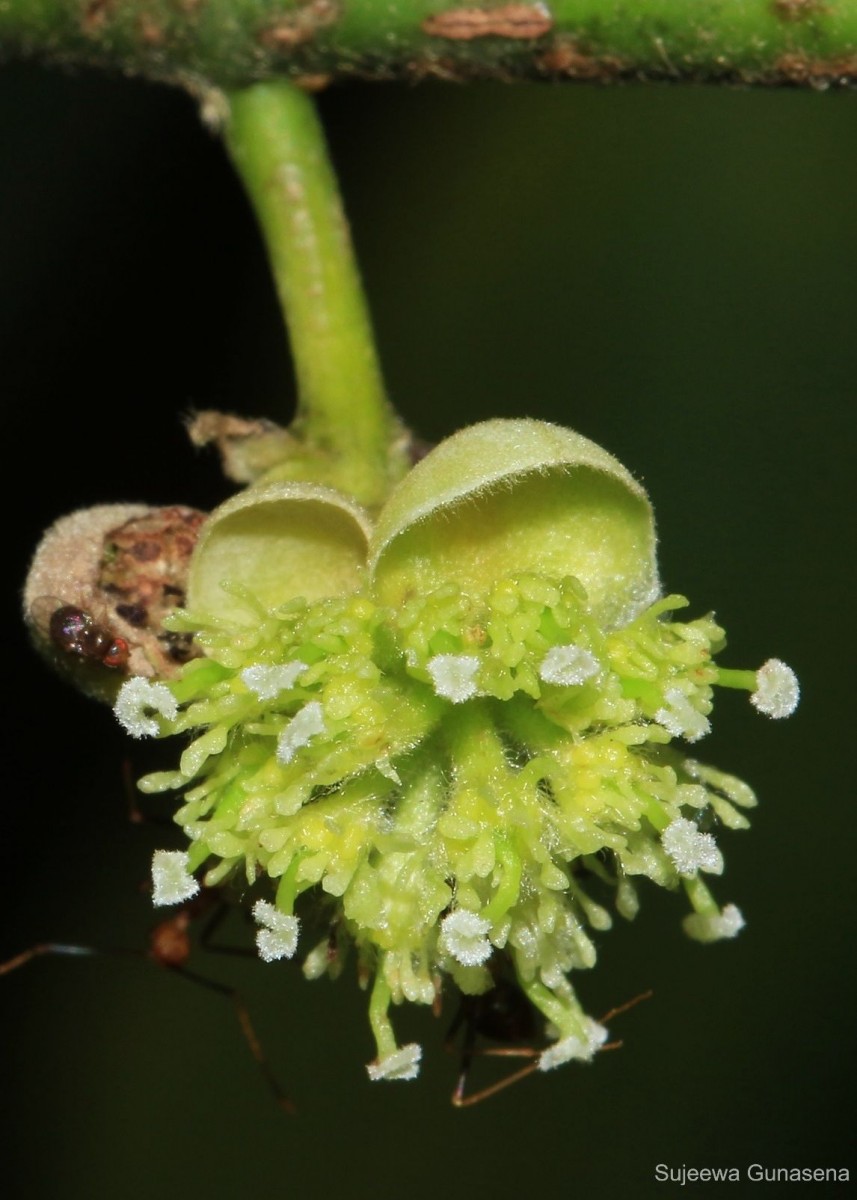 Litsea glutinosa (Lour.) C.B.Rob.