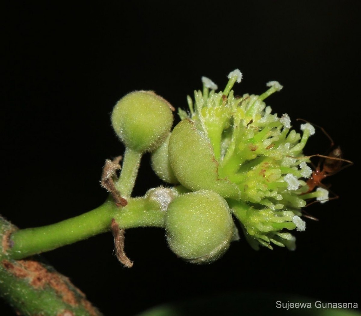 Litsea glutinosa (Lour.) C.B.Rob.